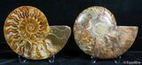 Inch Split Ammonite Pair #2635-1